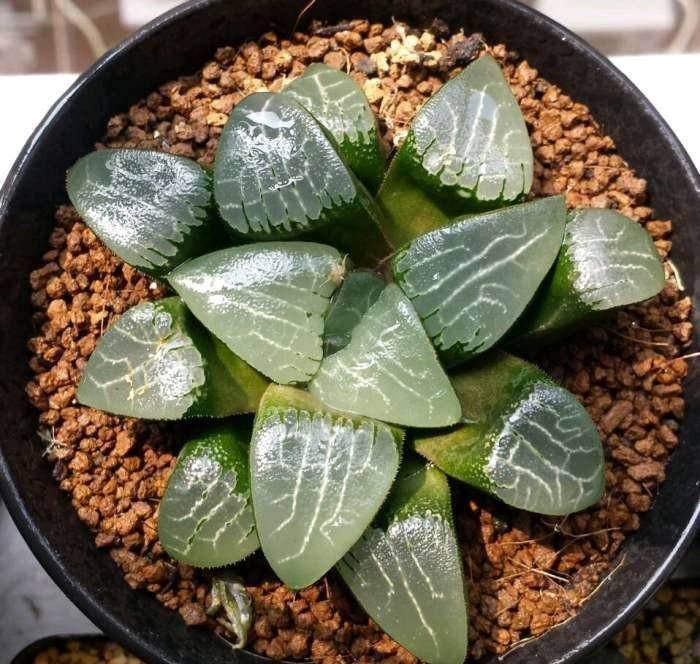 萌肉1變10 栽培繁殖多肉 做好這5點 葉插易活長勢旺